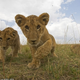 Image for article titled Spying On Lions with Elephant Poop